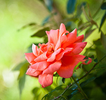 不间断呼叫软件