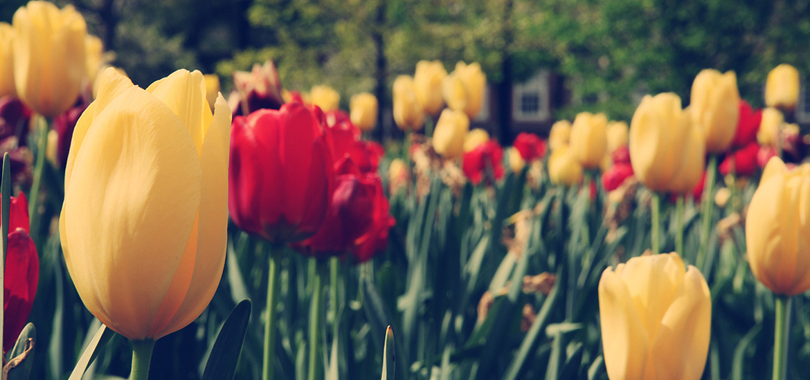 在线短信云呼网